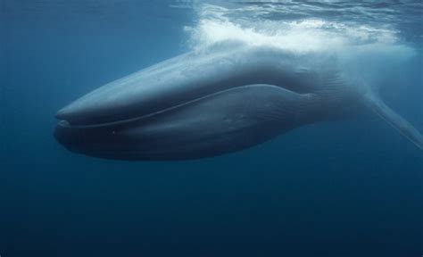 Baleine bleue — Wikipédia